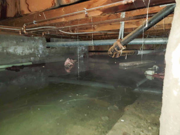 Best Water damage mitigation services  in St Bernard, OH